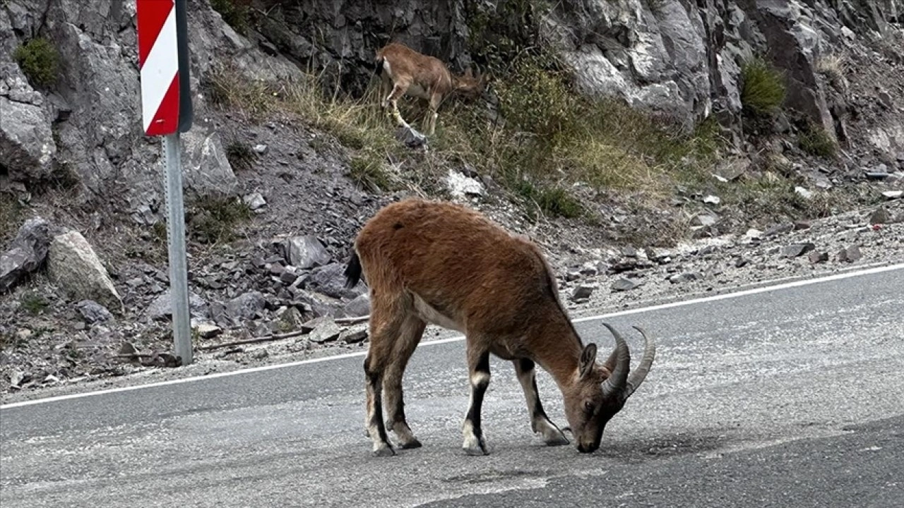 Giresun'da kara yolunda yaban keçileri görüntülendi