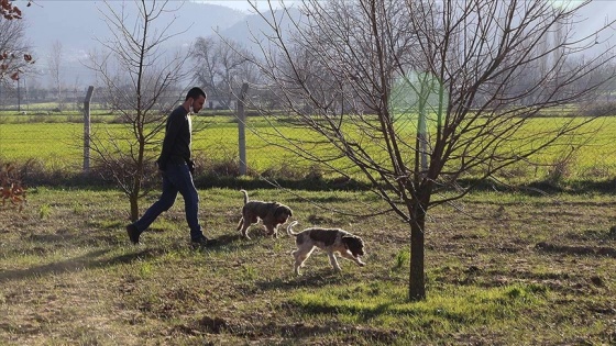 &#039;Gizemli trüf mantarı&#039; topraktan eğitimli köpeklerle çıkarılıyor