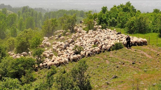 Göçerlerin 50 günlük zorlu yayla yolculuğu sürüyor