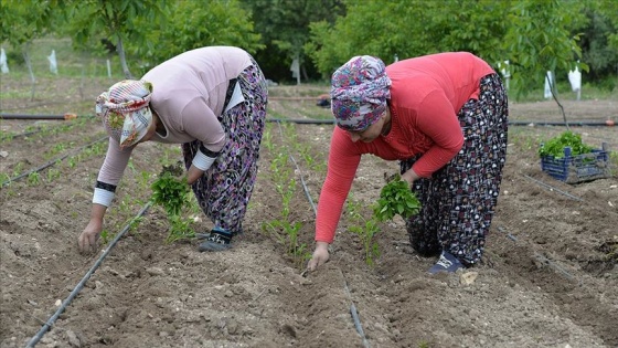 Göçmenlerle 100 yıl önce gelen biberde fide dikim heyecanı