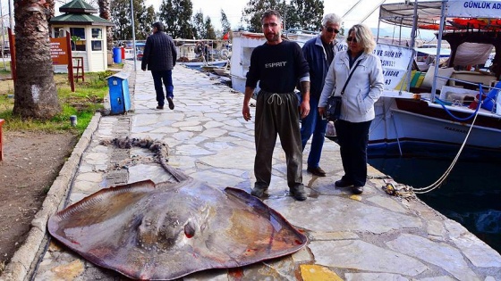 Gökova Körfezi'nde 200 kiloluk vatoz yakalandı