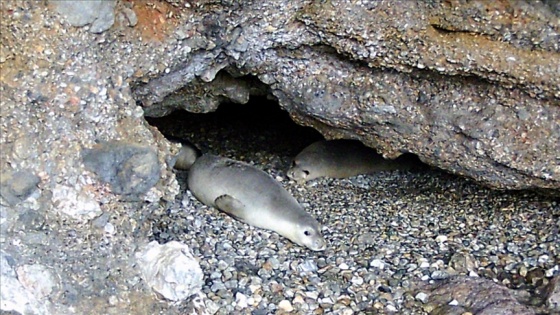 Gökova Körfezi'ndeki bir mağarada 5 Akdeniz foku görüldü