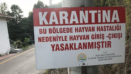 Gölcük'te şarbon şüphesine geçici karantina