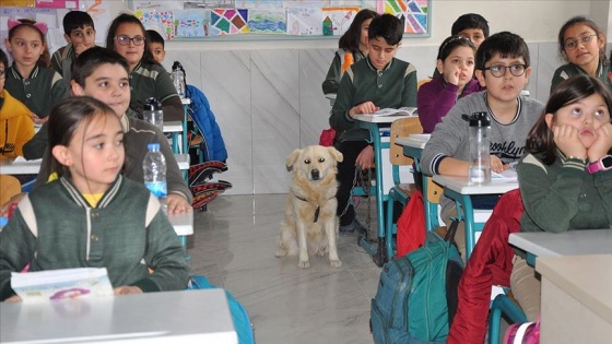 Golden cinsi köpek 'Bolt' okulun maskotu oldu