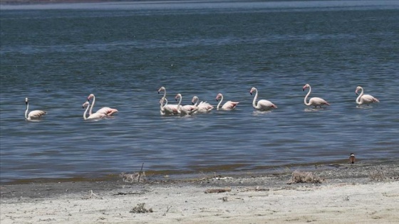 Göller Yöresi'nin kuşları foto safariyle görüntülendi