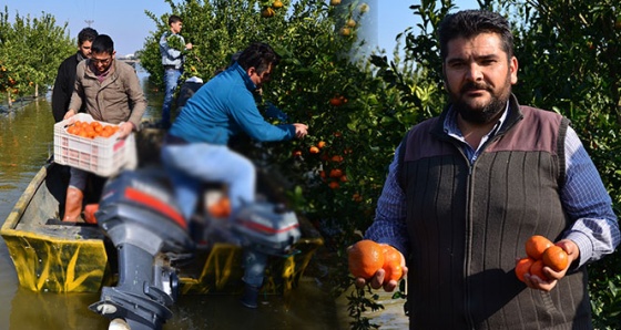 Gölovası'na dönen Çukurova'da kayıkla mandalina hasadı