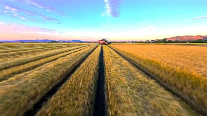 Gönen ve Manyas ovalarındaki çeltik hasadı FPV dronla görüntülendi