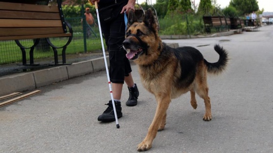 Görme engelliler için 'rehber köpeklere' standart geliyor