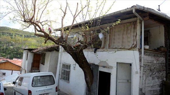 Gövdesi evinin içinde kalan baba hatırası ağaca kıyamıyor