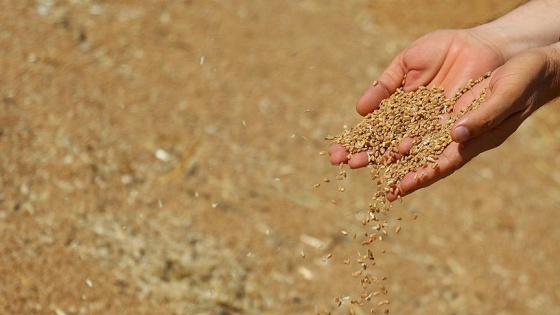 Gümrük vergisi düşünce buğday fiyatı 95 kuruşa geriledi