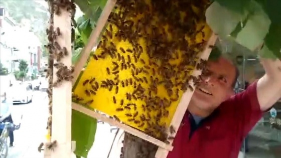 Gümüşhane'de caddedeki ağaca oğul veren arılar şaşkınlık yarattı