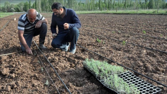 Gümüşhane'de lavanta yetiştiriciliği başladı