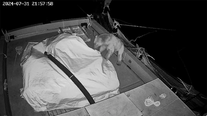 Gümüşhane'de yüzerek balık teknesine gelen ayı güvenlik kamerasınca kaydedildi