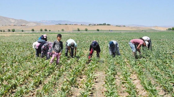 Güneş altında 'ekmek kavgası'