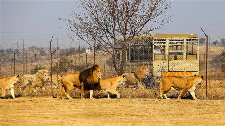 Güney Afrika'da tartışmalı bir turizm sektörü: Tutsak aslan endüstrisi
