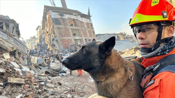 Güney Kore'den gelen ve yaralanan 3 arama kurtarma köpeği ayaklarındaki bandajlarla çalışıyor