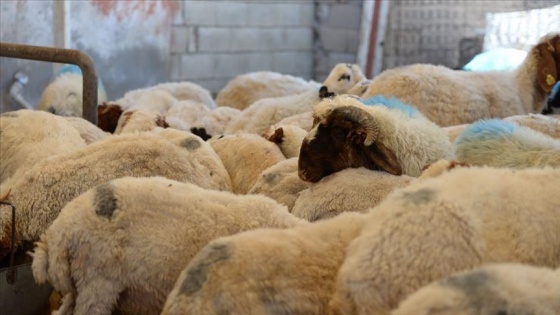 Güneydoğu'dan batı illerine kurbanlık sevkiyatı başladı