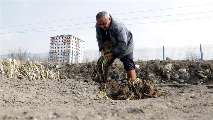 Güzün toprağa gömülen pırasalar sofraları lezzetlendiriyor