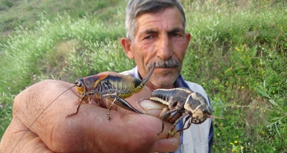 Hakkari’de çekirge istilası