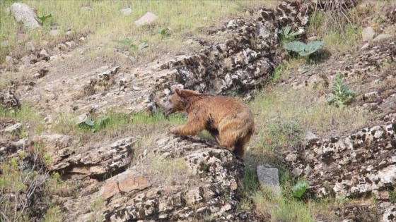 Hakkari&#039;de huzur ortamı yaban hayatını da canlandırdı