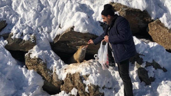 Hakkari'de karla mücadele ekipleri yiyecek arayan tilkiyi besledi