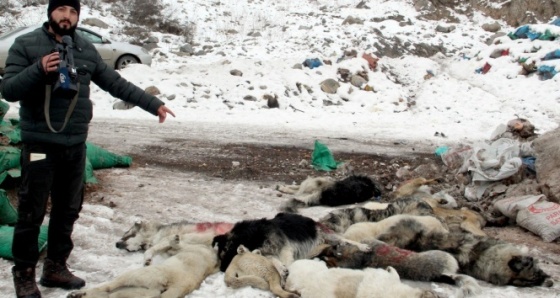 Hakkari’de şehir çöplüğündeki köpek leşleri görenleri hayrete düşürüyor