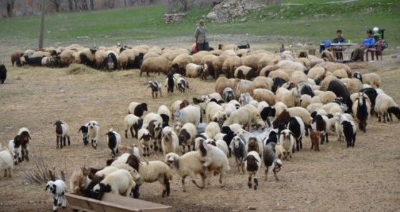 Hakkari’deki besiciler zor durumda