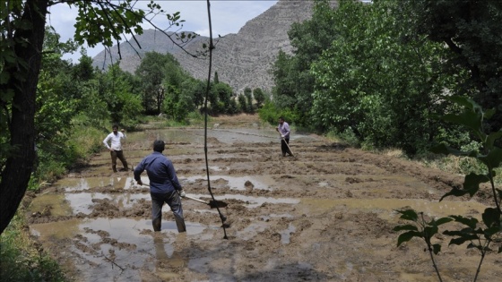 Hakkari'nin Irak sınırında imece usulüyle çeltik ekimi başladı