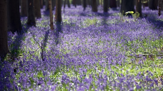 Hallerbos Ormanı'nda çan çiçekleri ziyaretçileri büyülüyor