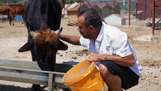 Haluk Levent danası 'Ferdinand'ı ziyaret etti