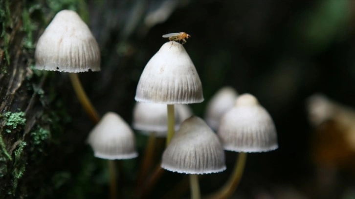 Halüsinojen mantarların içeriğindeki psilosibin 'ağır depresyon' tedavisinde kullanılabili