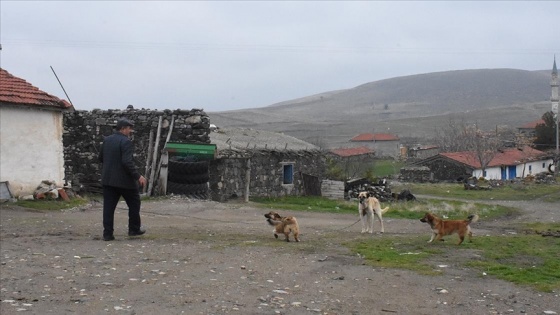 Hane sayısı 3'e düşen köyde muhtarlık yarışı