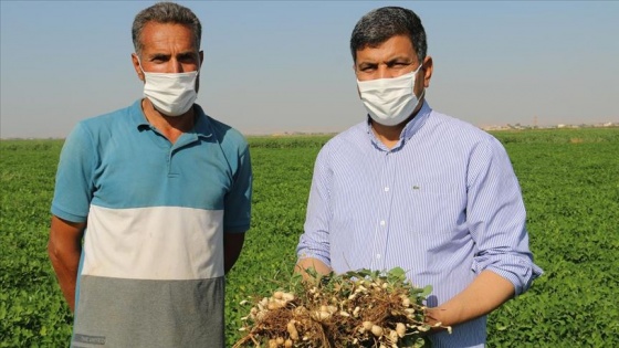 Harran Ovası'nda yer fıstığı üretilmeye başlandı