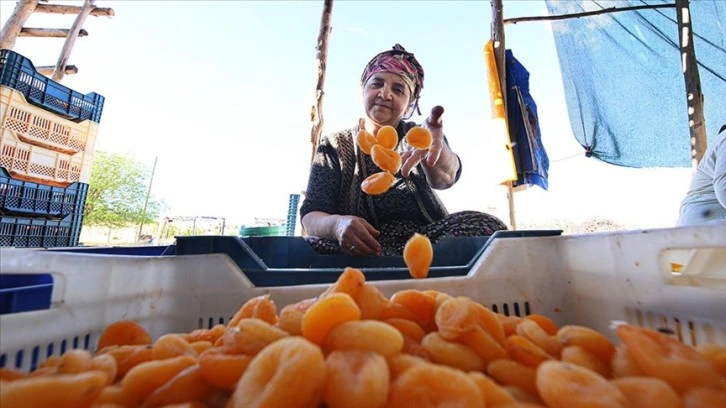 Hasadı biten kayısı "patik"le işçisine kazandırıyor