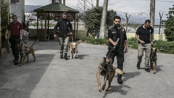 'Hassas burunlar' zehir tacirlerine geçit vermiyor