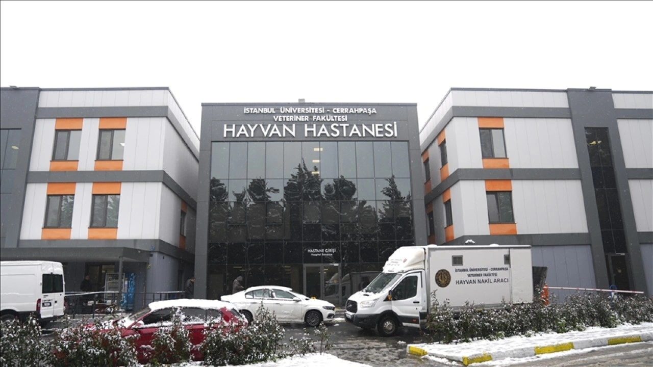 Hasta hayvanlar İstanbul'da yenilenen hastanede şifa buluyor