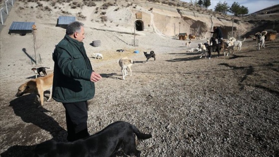 Hasta ve sahipsiz köpeklere kayadan oyma mağarada 'yuva' konforu