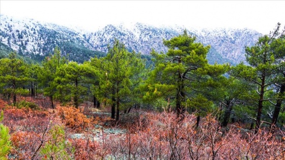 Hatay'da Amanos Dağları etekleri beyaza büründü