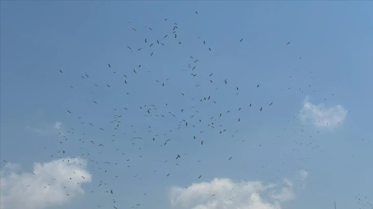 Hatay'da binlerce leyleğin göç uçuşu ilgi ve merakla izlendi