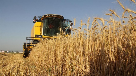 Hatay'da buğday hasadı başladı