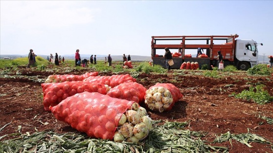 Hatay'da turfanda soğan hasadı başladı