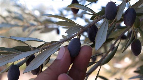 Hatay'da zeytin ve zeytinyağında yüksek rekolte beklentisi üreticiyi sevindirdi