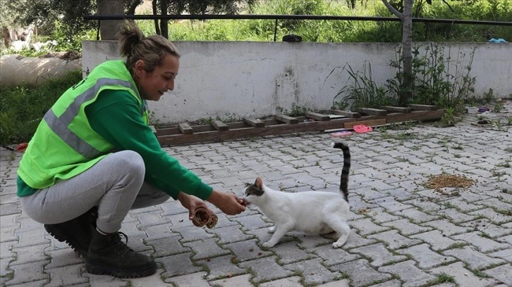 Hatay'da gönüllü hayvanseverler enkazdan can dostları kurtarıyor