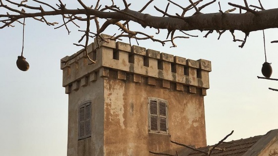 Hayat ağacı Baobab'ın meyvesinden ölümsüzlük iksiri içecek