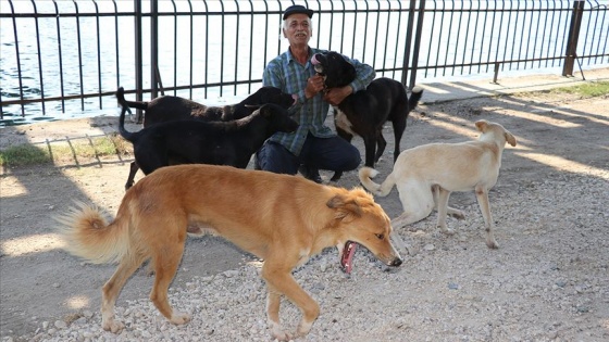 Hayatın zorluğunu 40 köpekle paylaşıyor