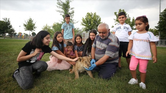 Hayvanat bahçesinin kralı 'Pusat'a bakıcı şefkati