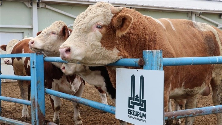 Hayvancılığın merkezlerinden Erzurum'da kurbanlıklar için sıkı tedbirler uygulanıyor