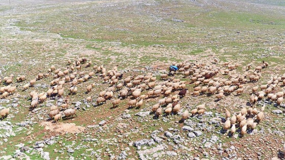 Hayvancılık sektörüne Suudi Arabistan ilgisi