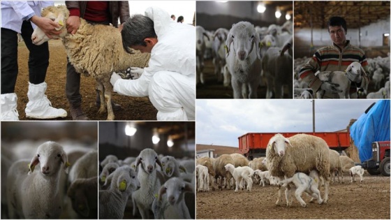 Hayvanları aşılama seferberliği