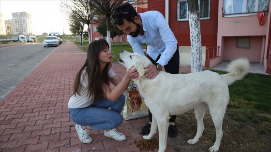 Hayvansever çift mesai sonrası vakitlerini sokak hayvanlarına ayırıyor